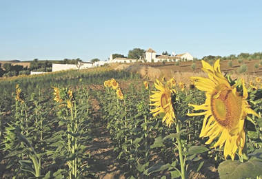 Cortijo El Guarda