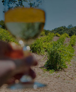 Wine Train