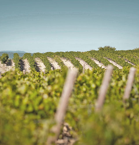 Domaine de Fontenille 이미지 5